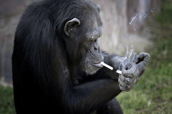 شامپانزه ها مهارت ها را به یکدیگر یاد می دهند