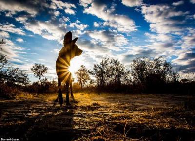 پیروز ترین شکارچیان قاره آفریقا ، جانورانی اجتماعی و خاص (تصاویر)
