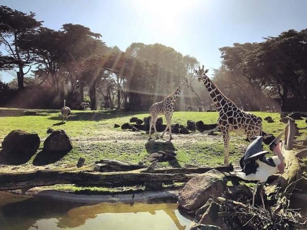 تجربه زنده دنیای حیوانات در باغ وحش و باغ سانفرانسیسکو