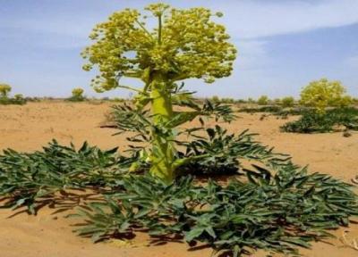 طبس، سردمدار کیفیت آنغوزه در دنیا
