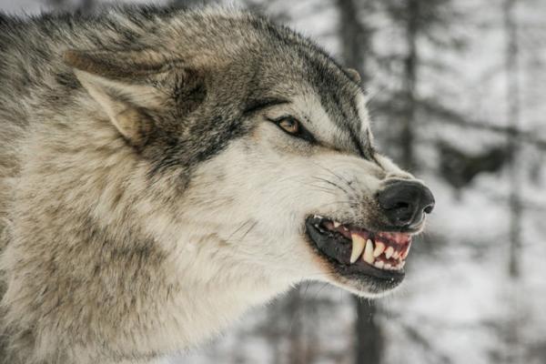 چگونه در کمپ های جنگلی با حمله گرگ مقابله کنیم؟