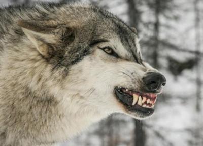 چگونه در کمپ های جنگلی با حمله گرگ مقابله کنیم؟