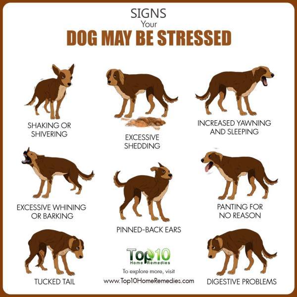 10 نشانه که تعیین می نماید سگ تان استرس دارد