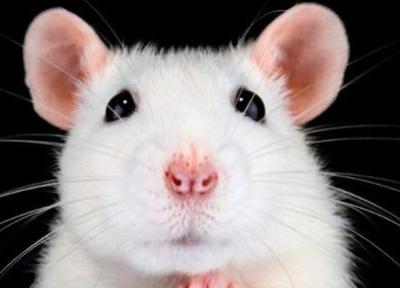 دانشمندان با درمان جدیدی که بینایی را به موش های کور باز می گرداند، شگفت زده شدند