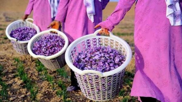 برداشت 650 کیلوگرم زعفران از مزارع کاشان