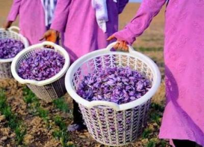 برداشت 650 کیلوگرم زعفران از مزارع کاشان