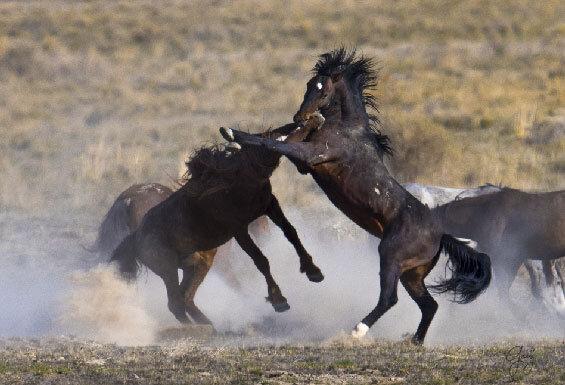 ببینید ، جنگ و درگیری وحشیانه دو اسب نر لب پرتگاه!
